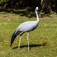 Naklejka premium The Blue Crane, Grus paradisea, is an endangered bird