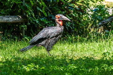 Southern Ground Hornbill, Bucorvus leadbeateri in its Natural Habitat © rudiernst