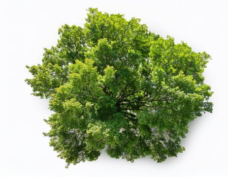 overhead view of a lush green deciduous tree canopy with detailed leaves isolated on a white background