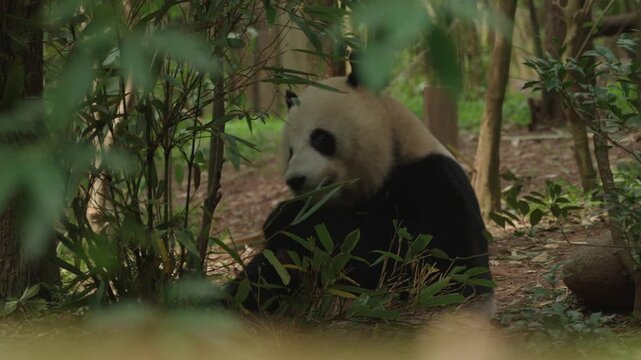 A giant panda sits quietly amidst lush bamboo plants in a dense forest clearing, surrounded by green foliage under soft daylight; peaceful and contemplative.
