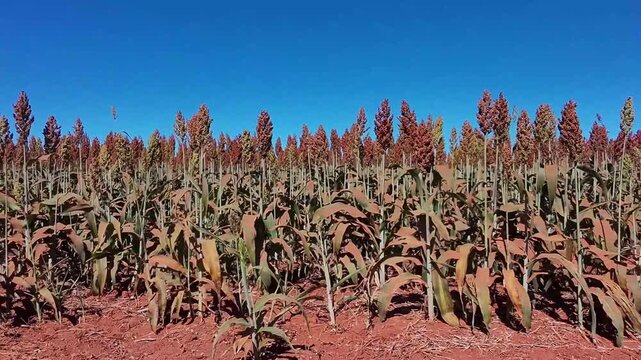 Lavoura de sorgo em produ&ccedil;&atilde;o no Brasil