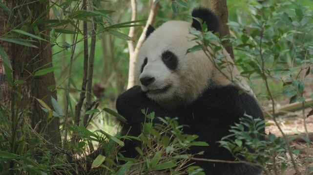 A giant panda sits quietly amidst lush bamboo plants, gently stripping leaves while nestled within dense greenery; surrounded by vibrant foliage under soft daylight creating serene forest ambiance.