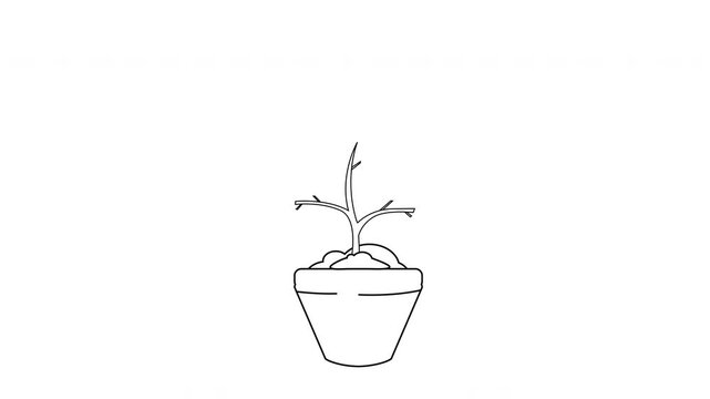 Money tree growing from a single coin in a simple line animation