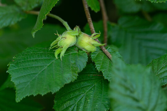 Green hazelnut on a twig with green leaves.