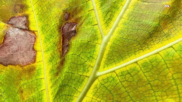 Macro shot of a yellow leaf showing intricate vein structure and natural decay. Sunlight highlights the detailed botanical texture and organic pattern of the aging tropical foliage.