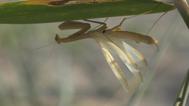 Macro close-up of a praying mantis hanging beneath a reed leaf with translucent wings glowing in warm sunlight. The insect slowly moves its antennae and forelegs while resting naturally among wetland 