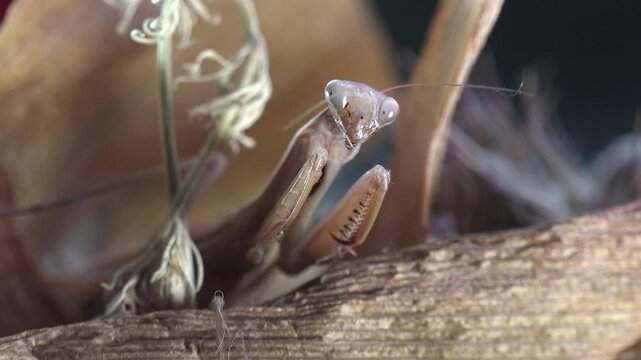 Extreme macro close-up of a praying mantis with folded forelegs and large compound eyes peeking over dry wood. Wildlife, entomology, camouflage and nature macro concept