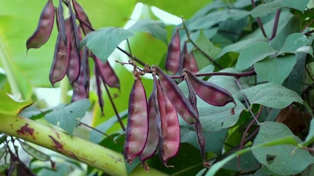 Purple bean vegetable crop hanging on the tree. Close up views of purple hyacinth bean. 