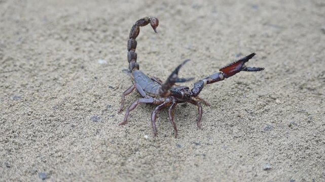 Heterometrus or Asian Forest Scorpion. It is a&nbsp;genus&nbsp;of&nbsp;scorpions&nbsp;belonging to the family&nbsp;Scorpionidae. This is a predominantly&nbsp;nocturnal&nbsp;and hide in&nbsp;burrows, below logs, and in&nbsp;leaf litter.
