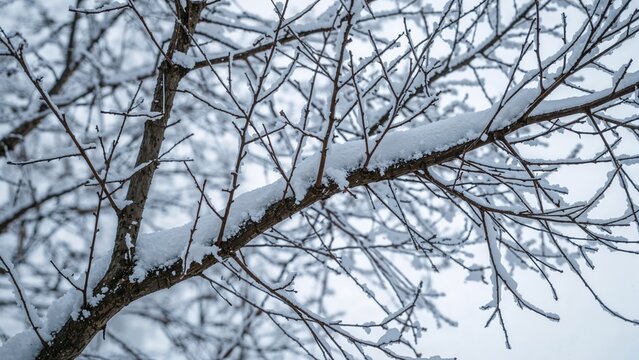 Snow-covered branches of a tree in winter scene. Nature and weather, cold climate, seasonal change. The winter landscape and snowfall.