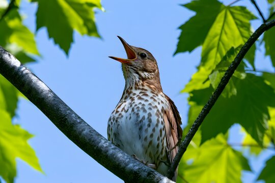 Song thrush perched on a branch singing. Close-up of a singing bird in nature setting.