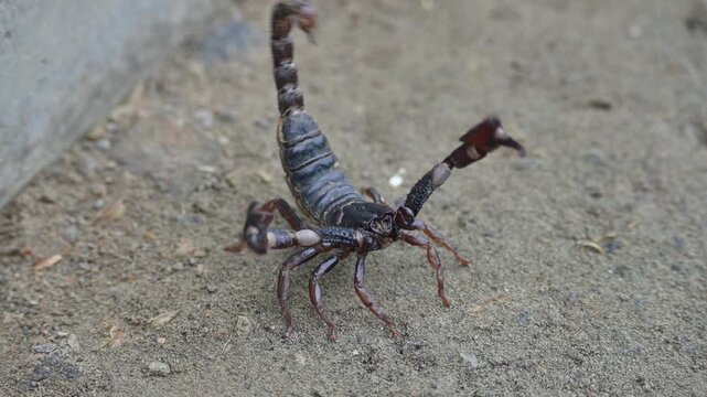 Heterometrus or Asian Forest Scorpion. It is a&nbsp;genus&nbsp;of&nbsp;scorpions&nbsp;belonging to the family&nbsp;Scorpionidae. This is a predominantly&nbsp;nocturnal&nbsp;and hide in&nbsp;burrows, below logs, and in&nbsp;leaf litter.
