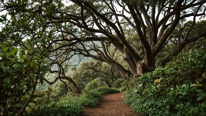 Fototapeta premium Lush forest scene with large trees and a dirt path, showing the natural beauty of a forest landscape.