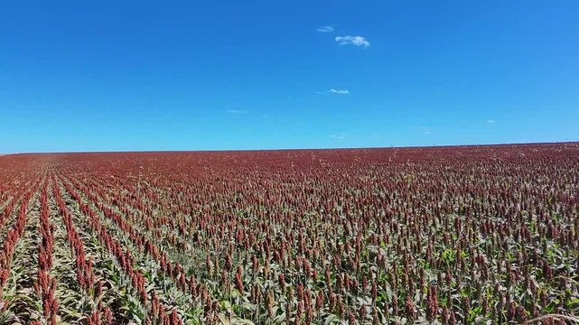 Lavoura de sorgo em produ&ccedil;&atilde;o no Brasil