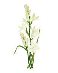 Fototapeta premium Vector image of tuberose, a medicinal, perfume, and cosmetic plant. A bouquet of white flowers. Use it in printed materials, signs, posters, postcards, and packaging. Flat style.
