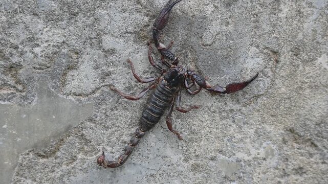Heterometrus or Asian Forest Scorpion. It is a&nbsp;genus&nbsp;of&nbsp;scorpions&nbsp;belonging to the family&nbsp;Scorpionidae. This is a predominantly&nbsp;nocturnal&nbsp;and hide in&nbsp;burrows, below logs, and in&nbsp;leaf litter.
