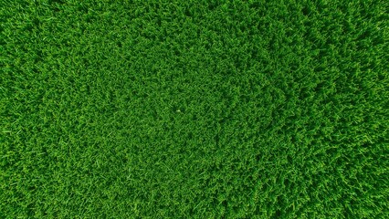 Fototapeta premium Green forest landscape from above with dense trees. Nature scenery and environment. The concept of greenery and conservation.