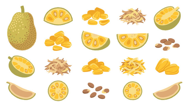 Set of isolated jackfruit elements including whole fruit, sliced pieces, seeds, and pulp shreds for food illustration and culinary menu design