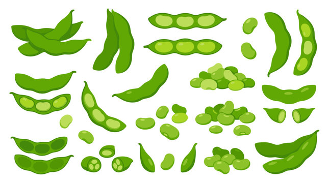 Set of fresh green edamame soybean pods and beans, isolated vegetable elements for healthy nutrition, agriculture, food market, culinary design