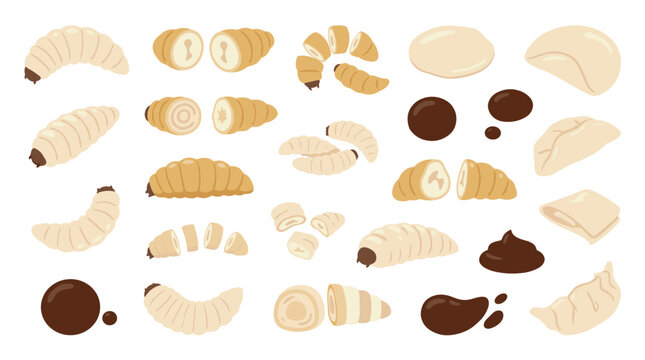 Set of assorted raw organic sago palm weevil larvae, protein rich edible insects, traditional delicacy, tropical food ingredients, healthy nutrition