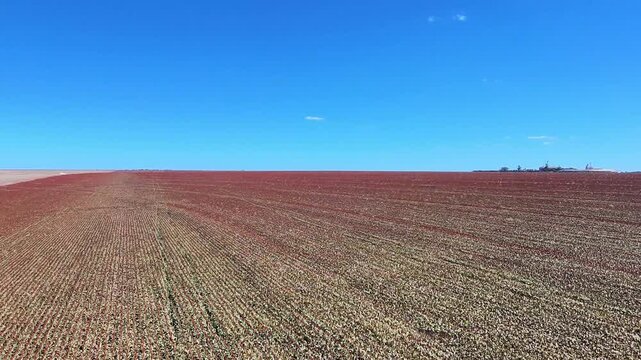 Lavoura de sorgo em produ&ccedil;&atilde;o no Brasil