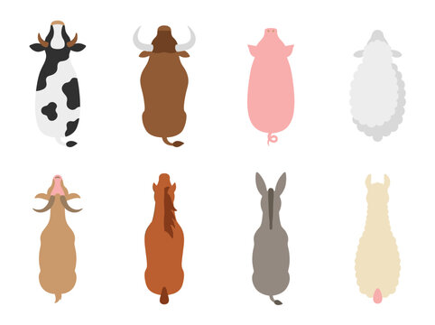 Top down view set of farm animals including cow bull pig sheep goat horse donkey and llama, flat vector illustration