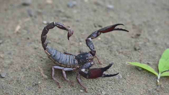 Heterometrus or Asian Forest Scorpion. It is a&nbsp;genus&nbsp;of&nbsp;scorpions&nbsp;belonging to the family&nbsp;Scorpionidae. This is a predominantly&nbsp;nocturnal&nbsp;and hide in&nbsp;burrows, below logs, and in&nbsp;leaf litter.
