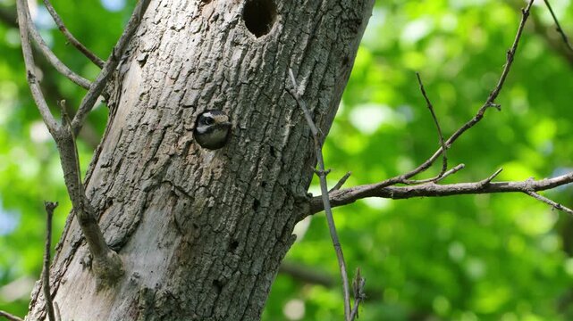 Downy Woodpecker Leaving the Nest at Metzger Marsh