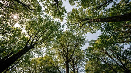 Fototapeta premium A view of the forest canopy from below, with sunlight shining through the green leaves and tall trees.
