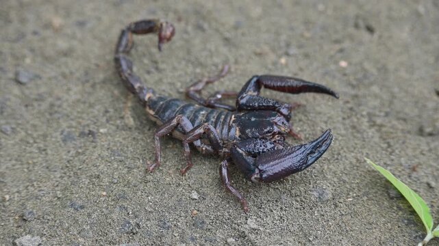 Heterometrus or Asian Forest Scorpion. It is a&nbsp;genus&nbsp;of&nbsp;scorpions&nbsp;belonging to the family&nbsp;Scorpionidae. This is a predominantly&nbsp;nocturnal&nbsp;and hide in&nbsp;burrows, below logs, and in&nbsp;leaf litter.
