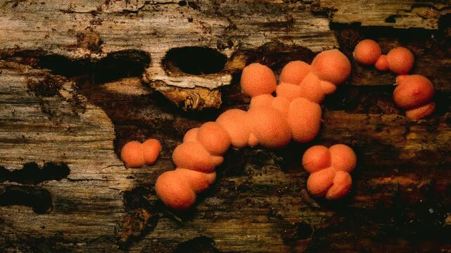 Little cute mushroom family. Lycogala Epidendrum. Wolf's milk. Nature backgroound.  