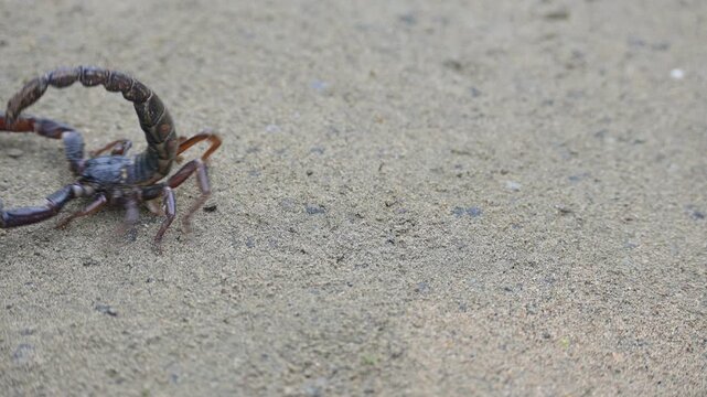 Heterometrus or Asian Forest Scorpion. It is a&nbsp;genus&nbsp;of&nbsp;scorpions&nbsp;belonging to the family&nbsp;Scorpionidae. This is a predominantly&nbsp;nocturnal&nbsp;and hide in&nbsp;burrows, below logs, and in&nbsp;leaf litter.
