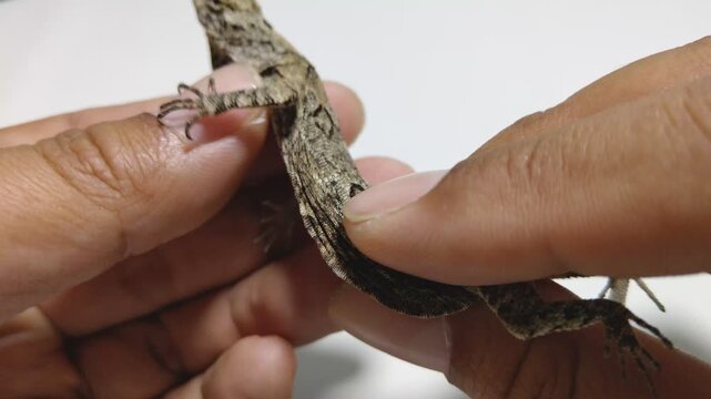 Close-up of a flying lizard (Draco sp.) resting on a white background. Camouflaged gliding reptile native to Southeast Asia, showcasing unique body patterns and natural adaptation.