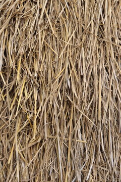 Dry golden straw creates a textured background with interlaced patterns and rural charm