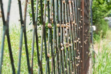 Land Snails Clinging to a Metal Fence © Blessape