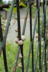 Multiple Land Snails Resting on Metal Fence © Blessape