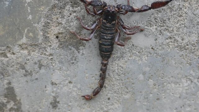 Heterometrus or Asian Forest Scorpion. It is a&nbsp;genus&nbsp;of&nbsp;scorpions&nbsp;belonging to the family&nbsp;Scorpionidae. This is a predominantly&nbsp;nocturnal&nbsp;and hide in&nbsp;burrows, below logs, and in&nbsp;leaf litter.
