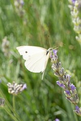 White Butterfly Feeding on Lavender Blossom © Blessape