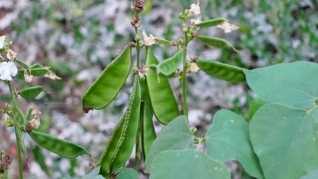 Bunch of Hyacinth bean, Lablab bean (Lablab purpureus) pod on the vines, a multi-purpose crop and vegetable.