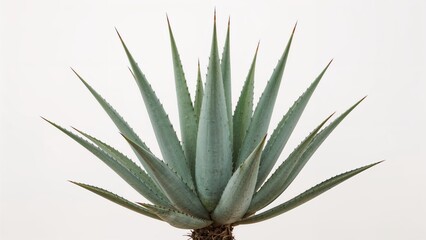 Fototapeta premium Aloe vera plant with thick, spiky leaves and a rosette shape, on a white background.