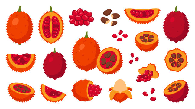 Set of gac fruit illustrations showing whole fruit, cross sections, segments, and seeds, vibrant orange and red tropical harvest