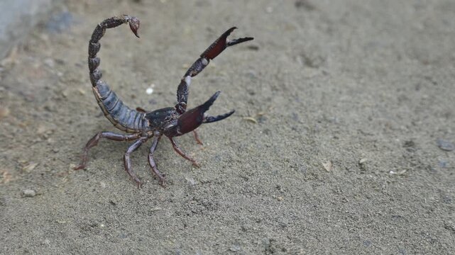 Heterometrus or Asian Forest Scorpion. It is a&nbsp;genus&nbsp;of&nbsp;scorpions&nbsp;belonging to the family&nbsp;Scorpionidae. This is a predominantly&nbsp;nocturnal&nbsp;and hide in&nbsp;burrows, below logs, and in&nbsp;leaf litter.
