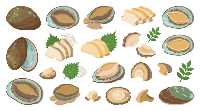Set of abalone seafood elements, fresh sliced shellfish, raw mollusk on shells, culinary ingredient for sushi and sashimi menus