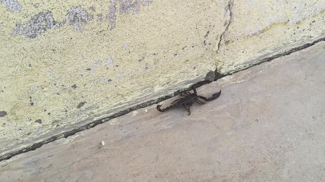 Heterometrus or Asian Forest Scorpion. It is a&nbsp;genus&nbsp;of&nbsp;scorpions&nbsp;belonging to the family&nbsp;Scorpionidae. This is a predominantly&nbsp;nocturnal&nbsp;and hide in&nbsp;burrows, below logs, and in&nbsp;leaf litter.
