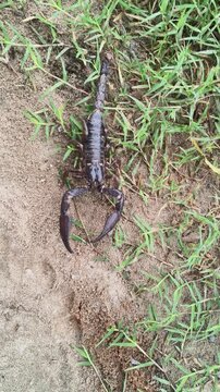 Heterometrus or Asian Forest Scorpion. It is a&nbsp;genus&nbsp;of&nbsp;scorpions&nbsp;belonging to the family&nbsp;Scorpionidae. This is a predominantly&nbsp;nocturnal&nbsp;and hide in&nbsp;burrows, below logs, and in&nbsp;leaf litter.
