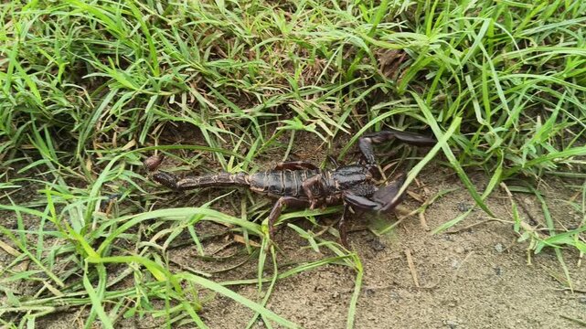 Heterometrus or Asian Forest Scorpion. It is a&nbsp;genus&nbsp;of&nbsp;scorpions&nbsp;belonging to the family&nbsp;Scorpionidae. This is a predominantly&nbsp;nocturnal&nbsp;and hide in&nbsp;burrows, below logs, and in&nbsp;leaf litter.

