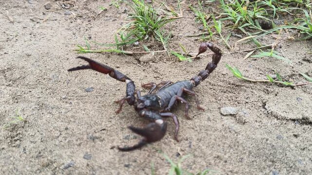 Heterometrus or Asian Forest Scorpion. It is a&nbsp;genus&nbsp;of&nbsp;scorpions&nbsp;belonging to the family&nbsp;Scorpionidae. This is a predominantly&nbsp;nocturnal&nbsp;and hide in&nbsp;burrows, below logs, and in&nbsp;leaf litter.
