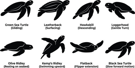 Sea Turtle Silhouette Collection Featuring Marine Turtle Species in Swimming Poses Black Vector Set Isolated on White Background © Miss