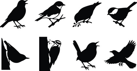 Premium Bird Silhouette Bundle Featuring Eight Wild Songbird Poses for Nature Vector Clipart, Wildlife Design and Craft Projects © Miss