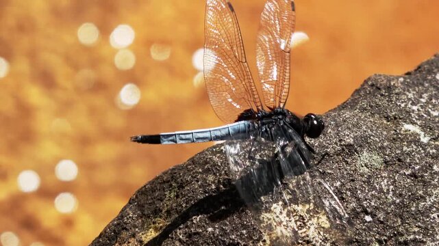 A blue dragonfly perches on a rock by the stream, withstanding strong wind.